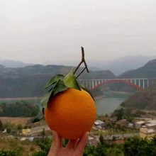 巫山纽荷尔